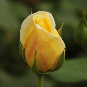 Rosa  Casino - żółty  - róża pnąca climber